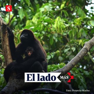 Un resguardo para el mono araña en medio de los cultivos de cacao en Ecuador