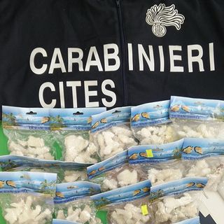 Tutelare habitat e specie rare, i Carabinieri Cites: "Un decalogo per i turisti"