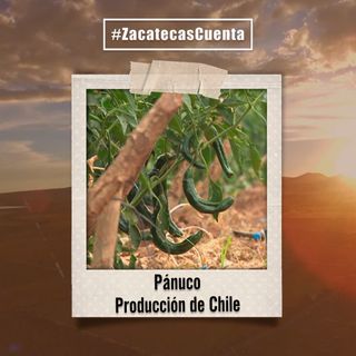 Pánuco Cuenta con gran producción de chile