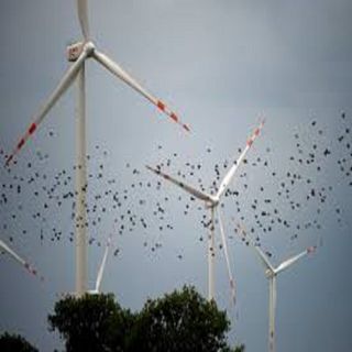 Is the Electric Grid Killing Birds and how is it going to charge the Cars of the Future?