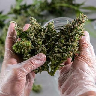 Lasciare il lavoro per entrare nell’industria della cannabis