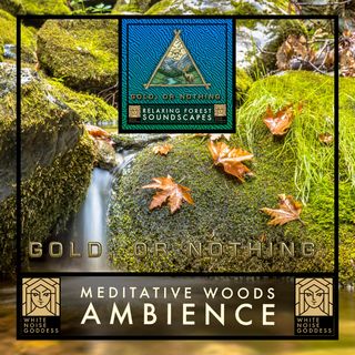 Meditative Woods | 1 Hour Forest Ambience | White Noise | Relax | Meditate | Sleep Instantly