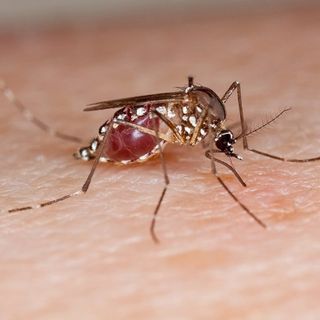 Alerta epidemiológica por el dengue. Todos atentos
