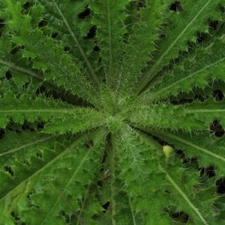 Time 4 Hemp - 04/04/17