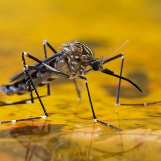 Fourth Human West Nile Case In MA Confirmed