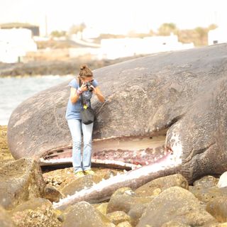 Asistiendo a un varamiento de cetáceos | Planeta Agua #13