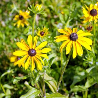 Plant these 8 Great Companion Plants with your Black-eyed Susans this Fall - DIY Garden Minute Ep.160