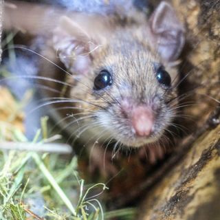 Does the government need to help halt the mouse plague? - with @NSWFarmers