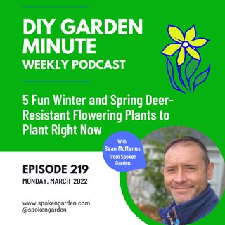 5 Fun Winter and Spring Deer Resistant Flowering Plants to Plant Right Now - DIY Garden Minute Ep219
