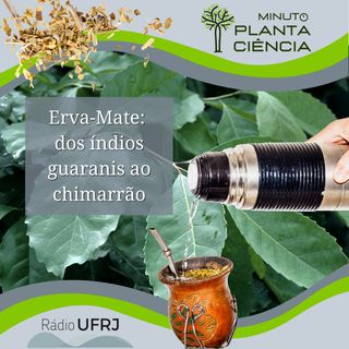 Minuto PlantaCiência - Ep. 08 - Erva-Mate: dos índios guaranis ao chimarrão (Rádio UFRJ)