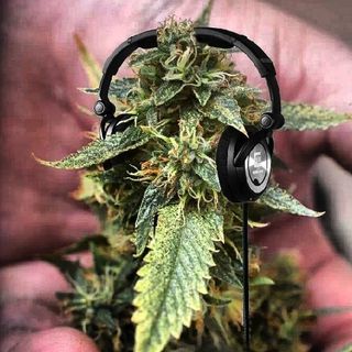 Veterans Voices - 12-01-16