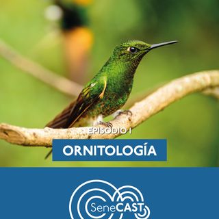 Ornitología: estudio de aves.