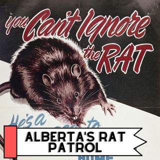 The Alberta Rat Patrol