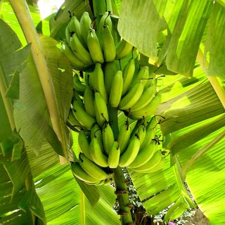 Manejo integrado del sistema productivo de plátano