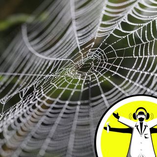 Why don't spiders get stuck on their webs?