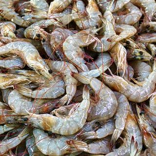 18/10/2022 - Cenário da carcinicultura