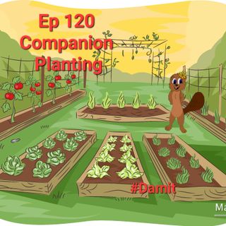 Ep 120 Companion Planting