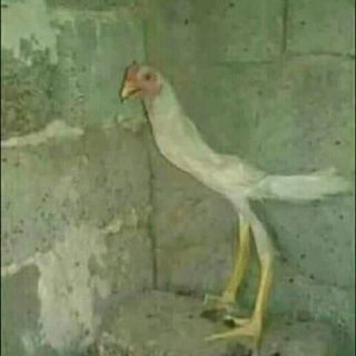 Laloly