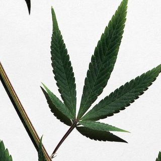 Podcast🎙️ Diferencias entre cannabis índica, sativa e híbrida.- Epi 125