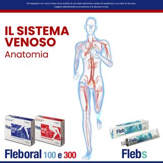 Il sistema venoso: anatomia