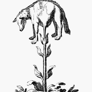Agnello vegetale della Tartaria
