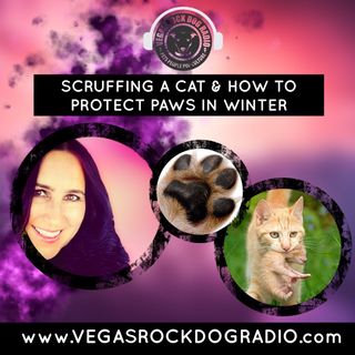 Why You Shouldn't Scruff Cats And How To Protect Your Pet's Paws In Winter