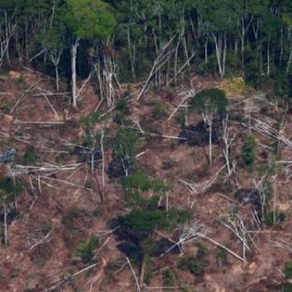 Desmatamento Na Amazônia
