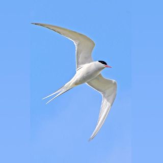 67 - Quali Uccelli sono capaci di volare sopra i 6000 metri e per distanze di 40 000 Km? - Zoologia