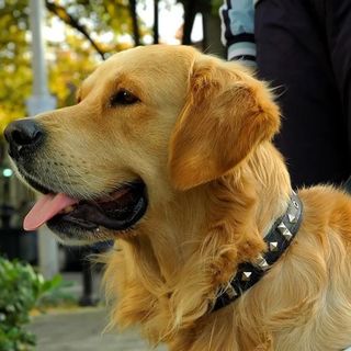 Service Dogs Top Ten Best Breeds