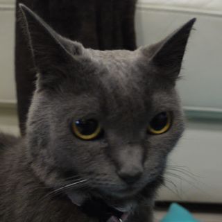 thomas