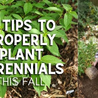 3 Tips to Properly Plant Perennials This Fall - DIY Garden Minute Ep. 211