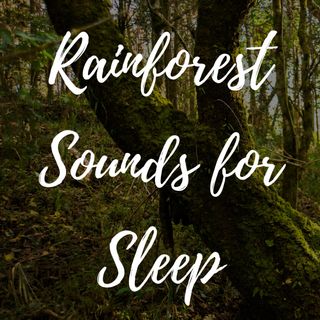 Rainforest Sounds for Sleep