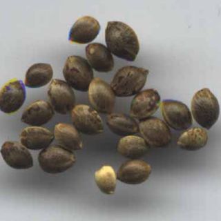 Cannabis Patients Out Of Time - 02-28-17