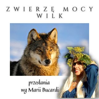 Zwierzę Mocy - Wilk - pewność siebie wiara w siebie| Maria Bucardi