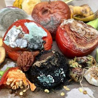 FOOD HAS GONE BAD! PART II