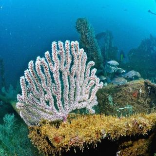 Hallan nuevos arrecifes en Veracruz