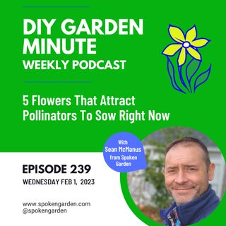 5 Flowers That Attract Pollinators To Sow Right Now - DIY Garden Minute
