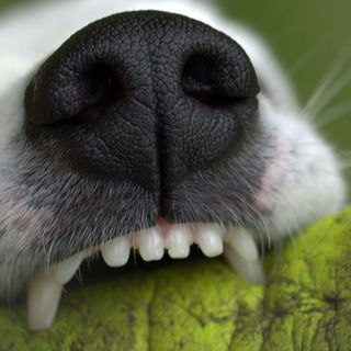 Dogs  Veterinary dental treatments