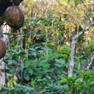 Costa d'Avorio cacao e crimine organizzato favoriscono la deforestazione