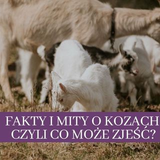 37 Fakty i mity o kozach, czyli co może jeść koza?