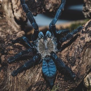 Genova, "Spiders": la mostra per superare la paura dei ragni