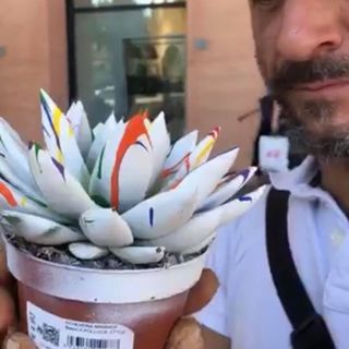 Echeveria Miranda colorate, ritirate dal commercio da UNICOOP FIRENZE
