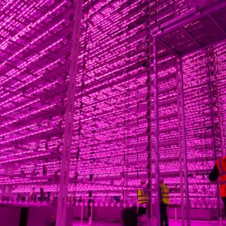 "It's a beast!" - But is it green? the UK's newest vertical farm