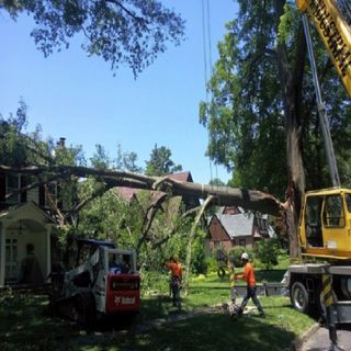 Alexandria Tree Services Unlimited