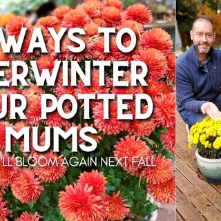 3 Ways to Overwinter Your Potted Mums - DIY Garden Minute Ep.215