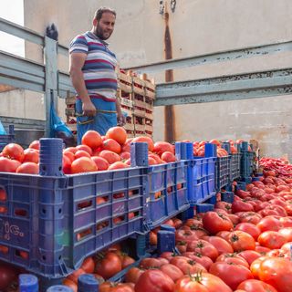 El tomate de Marruecos conquista Europa y amenaza a los productores españoles