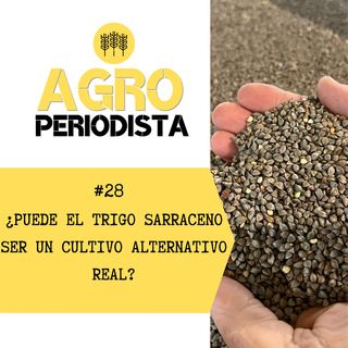 28. ¿Puede el trigo sarraceno convertirse en un cultivo alternativo?
