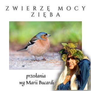 Zwierzę Mocy - Zięba zwyczajna - przylatuje z przesłaniem, by otworzyć swoje serce| Maria Bucardi