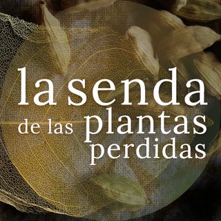 Reinas en la sombra de bosques antiguos: Elettaria cardamomum {SPP 049}