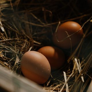 25/07/2022 - Cenário da produção de ovos